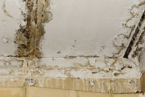 Mold Documentation for Insurance Claims in Fort Belknap Agency, MT